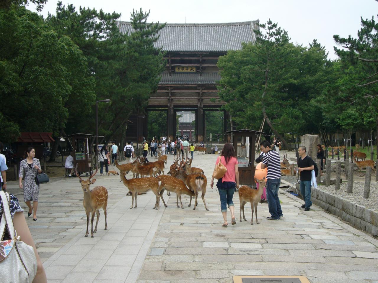 JPEG image - On a day trip to Nara, the original capital of Japan. The extensive park had hundreds of deer wandering amongst the people. ...
